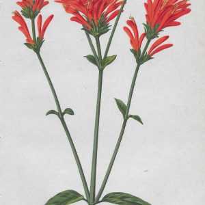 #166b  Flowers from “Revue Horticole”, circa 1870