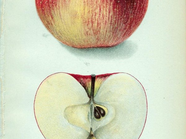 No. 245 Carson Apple, 1905