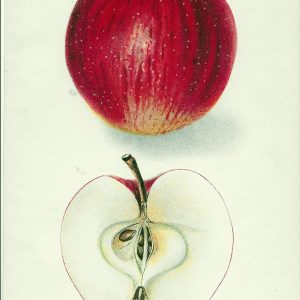#254 Delicious Apple, 1907