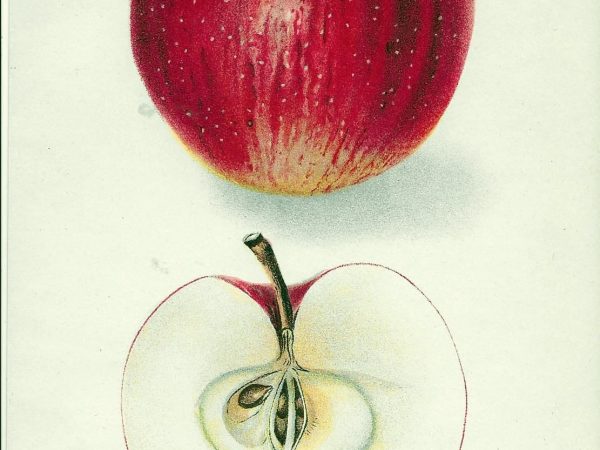No. 254 Delicious Apple, 1907