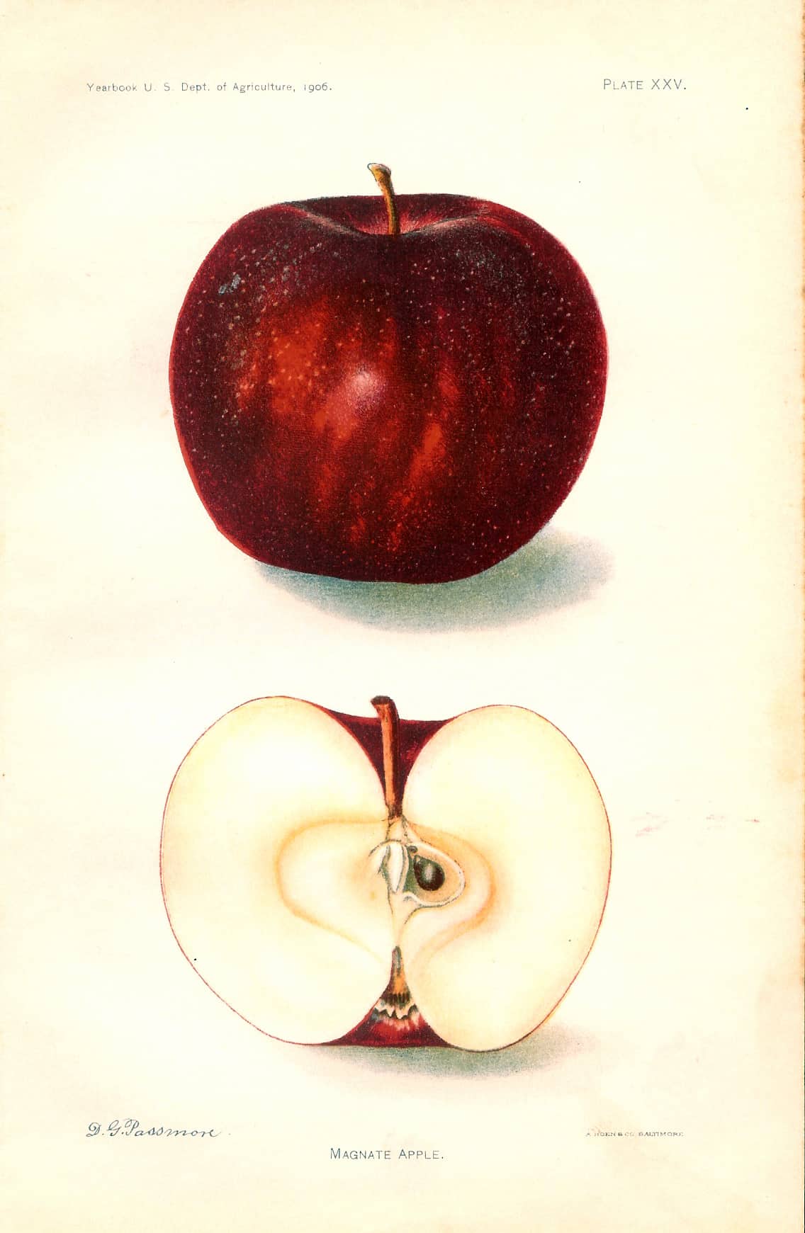 255 dept of ag magnate apple 1906