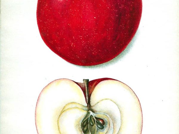 No. 256 Akin Apple, 1903