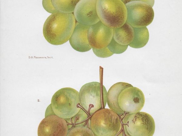 No. 3839 Raisin Grapes, 1897