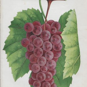 #3842 Brilliant Grapes, 1890