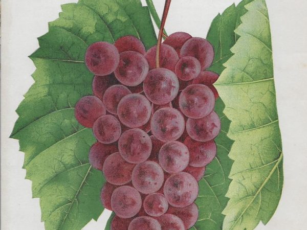 No. 3842 Brilliant Grapes, 1890