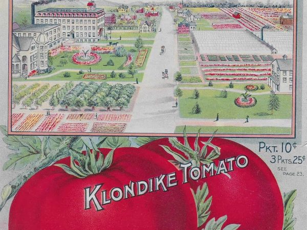 No. 3909 Klondike Tomato, 1902
