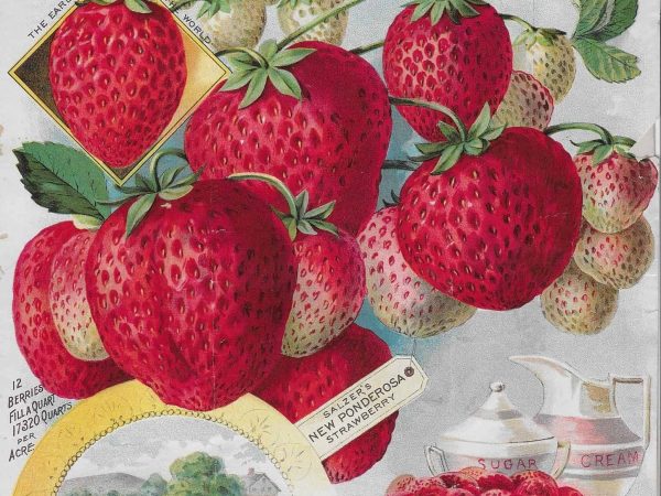 No. 3910 Strawberries, 1895