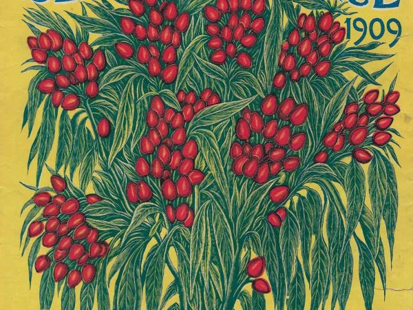 No. 3915 Mexican Bouquet Peppers, 1909