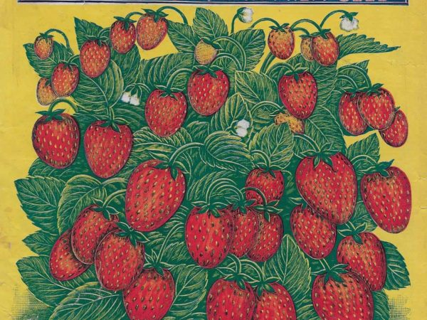 No. 3916 Strawberries, 1909