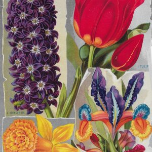 #3918 Tulip, Hyacinth, Iris & Narcissus, 1902