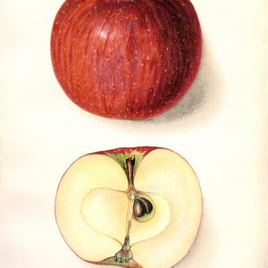 #454 Monocacy Apple, 1912