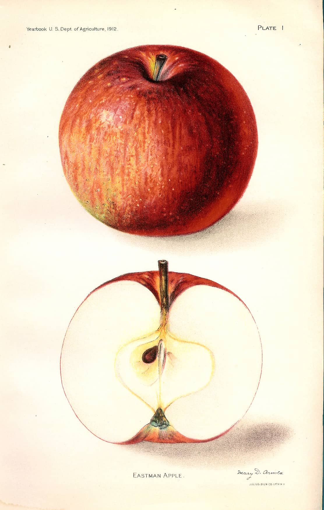 455 eastman apple dept of ag 1912