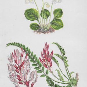 Antique Flowers & Ferns