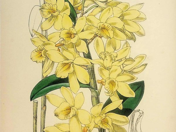 No. 5247  Flowers from “Revue Horticole”, circa 1860