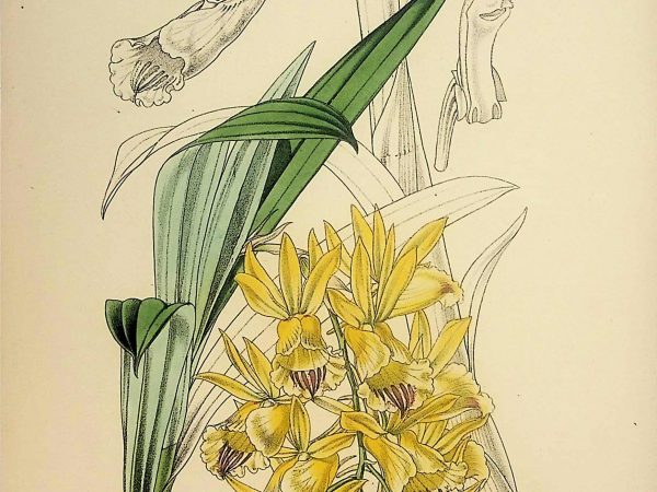 No. 5249 Flowers from “Revue Horticole”, circa 1860