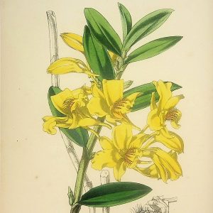 No. 5252 Flowers from “Revue Horticole”, circa 1860