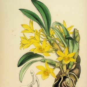No. 5256 Flowers from “Revue Horticole”, circa 1860