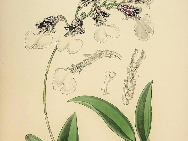 No. 5260 Flowers from “Revue Horticole”, circa 1860